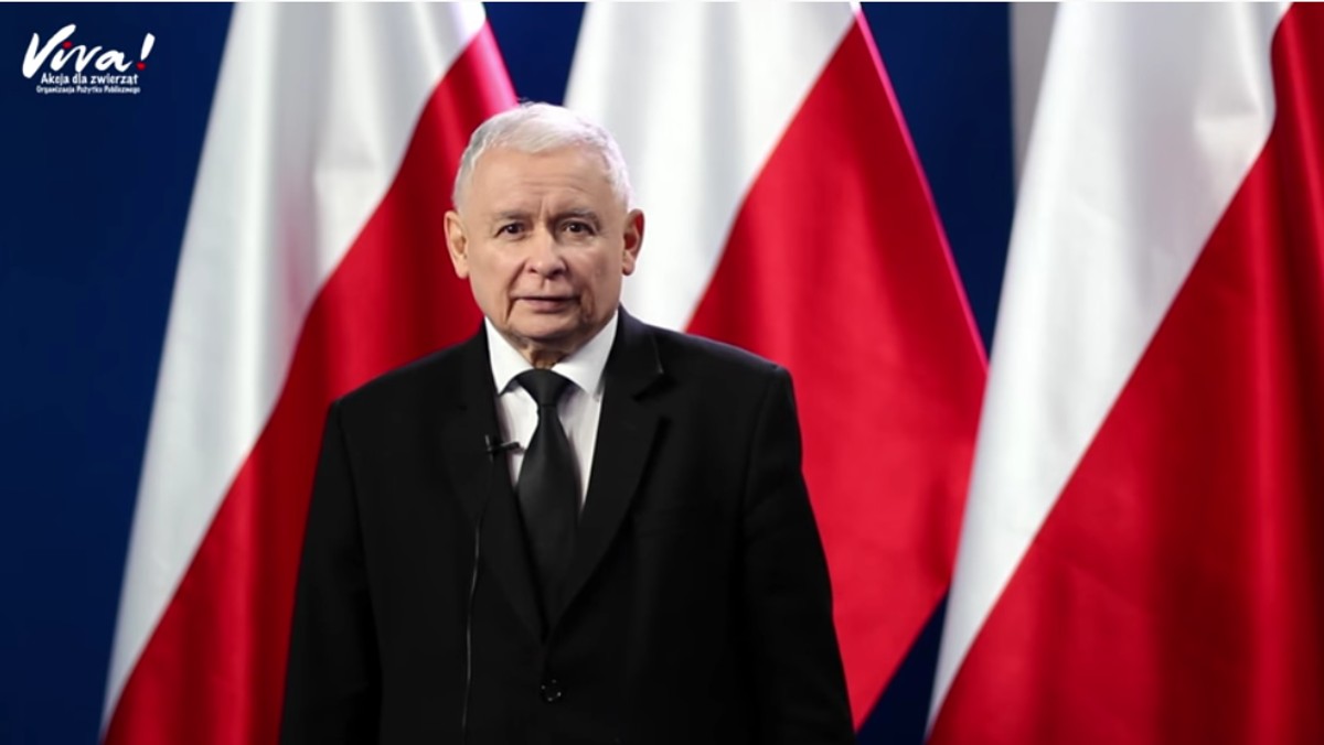 Jarosław Kaczyński o zakazie hodowli zwierząt na futra. Przypominamy spot "Fundacji Viva!"