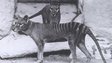 Nieuchwytny australijski ssak jednak żyje?