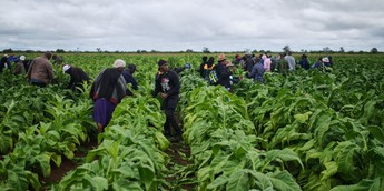 zimbabwe tobacco production 2024 Zimbabwe's tobacco boom hits record highs as Chinese-backed smallholders  reshape Africa's biggest producer