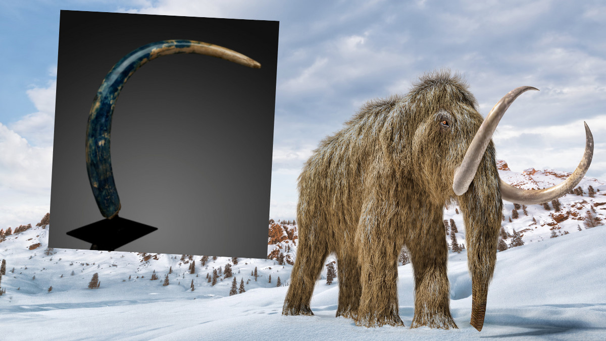 USA. Liczący 30 tys. lat niebieski kieł mamuta wystawiony na sprzedaż 