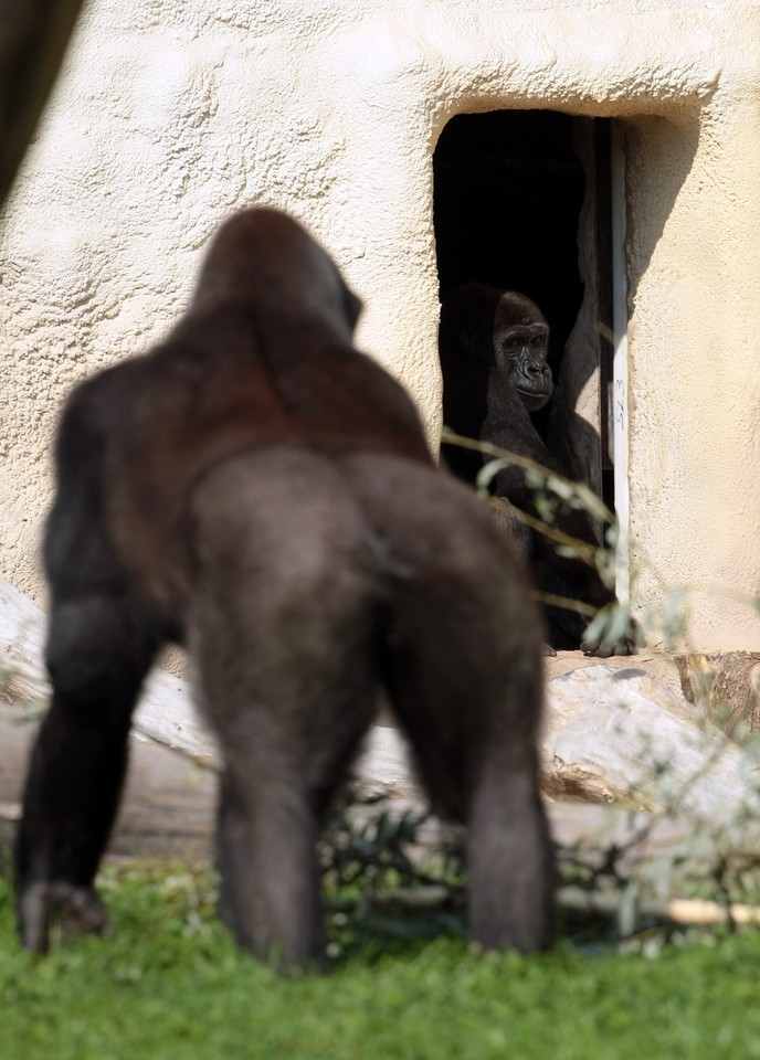 WARSZAWA ZOO GORYLE