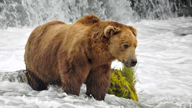 USA - Park Narodowy Katmai