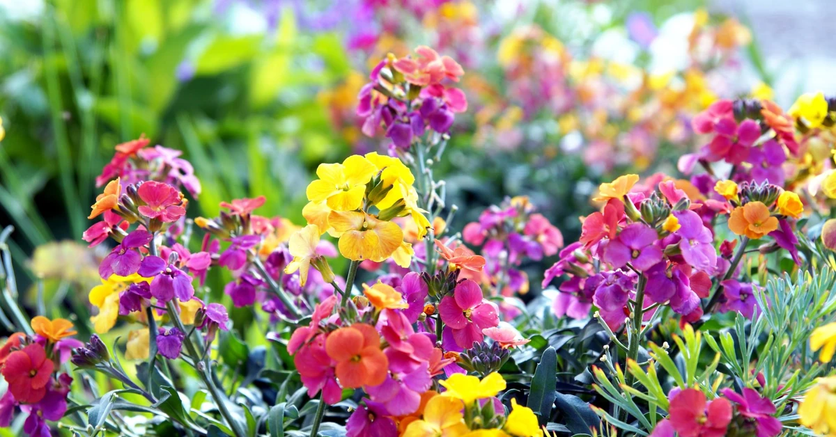 Wysiej w lipcu te kwiaty, a wypełnią twój ogród pięknymi kolorami i zapachami. Te cudne kwiaty kwitną prawie pół roku