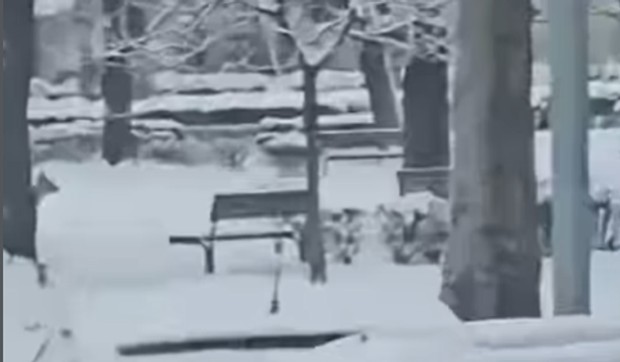 Neobičan prizor u Kraljevu