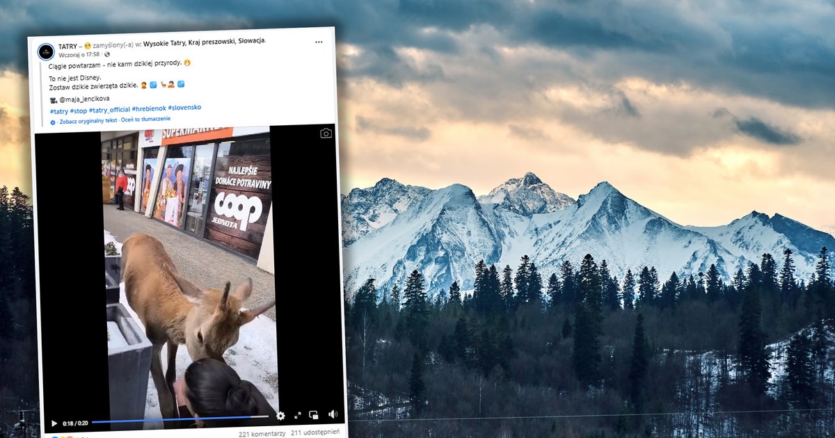 Nagranie z Tatr rozpaliło internet. Jeleń zaatakował turystkę. "To nie jest Disney"