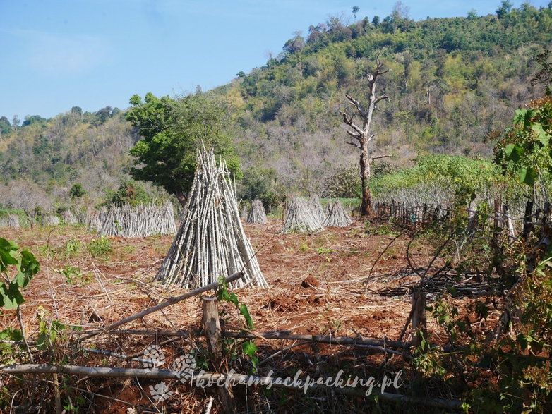 Maniok to jedna z najczęściej uprawianych tu roślin.