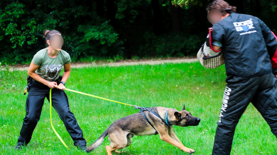 Nagyon kemény kiképzésen voltak túl a rendőrkutyák, akik mérhetetlen okosak és fegyelmezettek voltak.