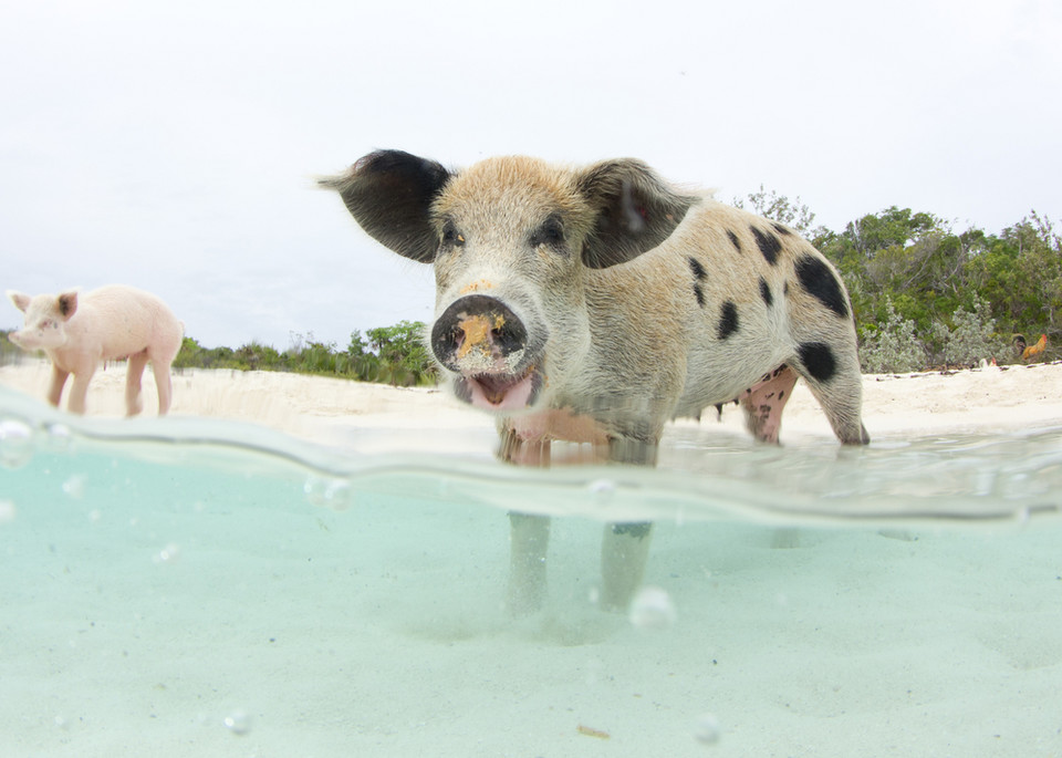 Pig Beach