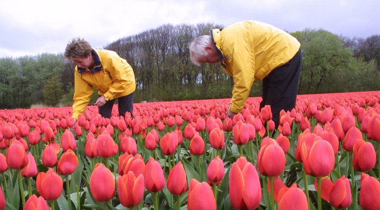 Tulipán