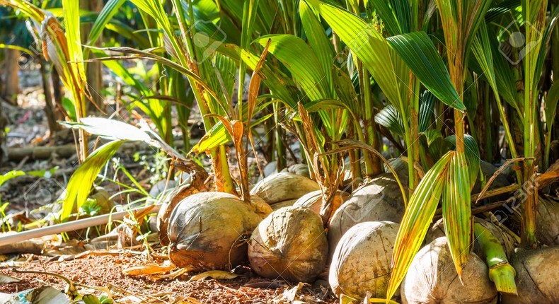 Coconut seedlings