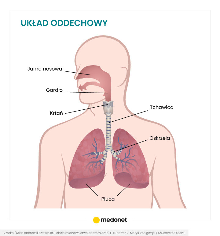 Budowa układu oddechowego