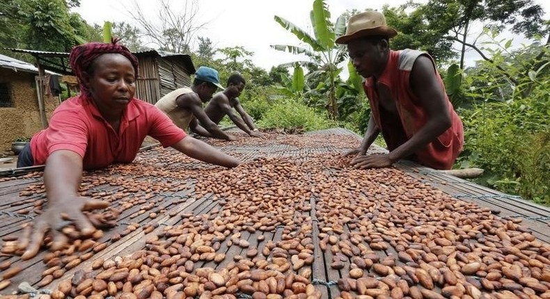 People work with cocoa beans in Enchi, in a file photo. Picture taken June 17, 2014.  REUTERS/Thierry Gouegnon