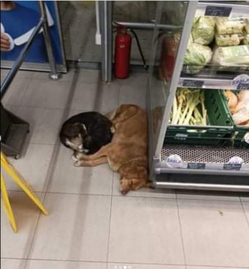 Ubijena kuja Zlata bila je svima omiljeni pas