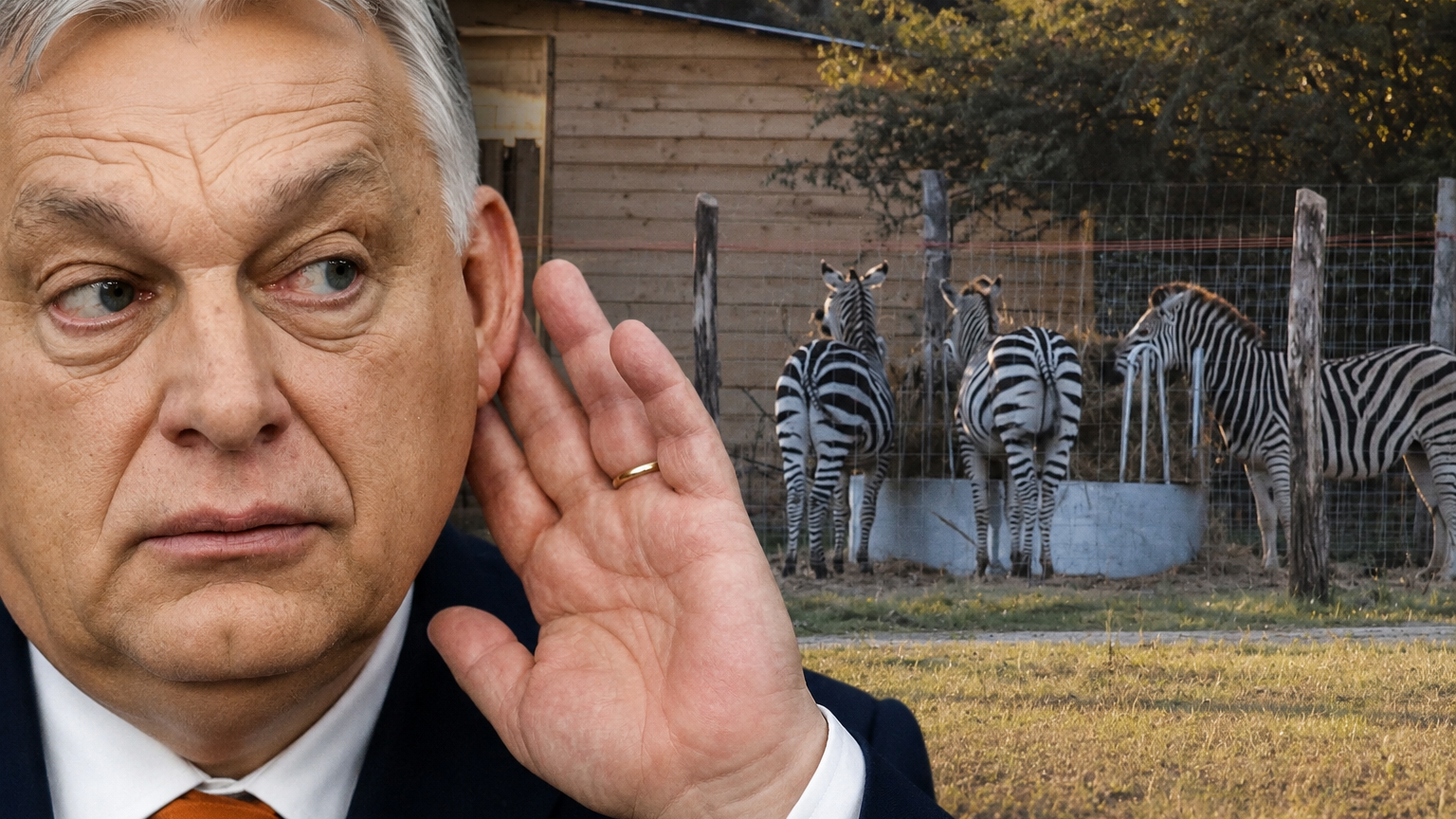 Čo sa stalo so zebrami Orbána