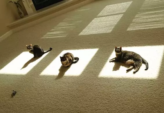 Jeśli tęsknisz za słońcem, na pewno zrozumiesz te koty uzależnione od ciepła