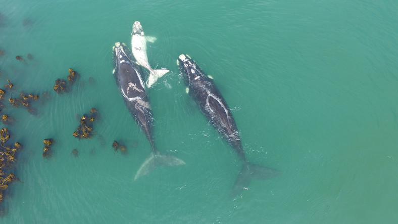 Sezon na obserwowanie wielorybów trwa w Gansbaai od czerwca do listopada