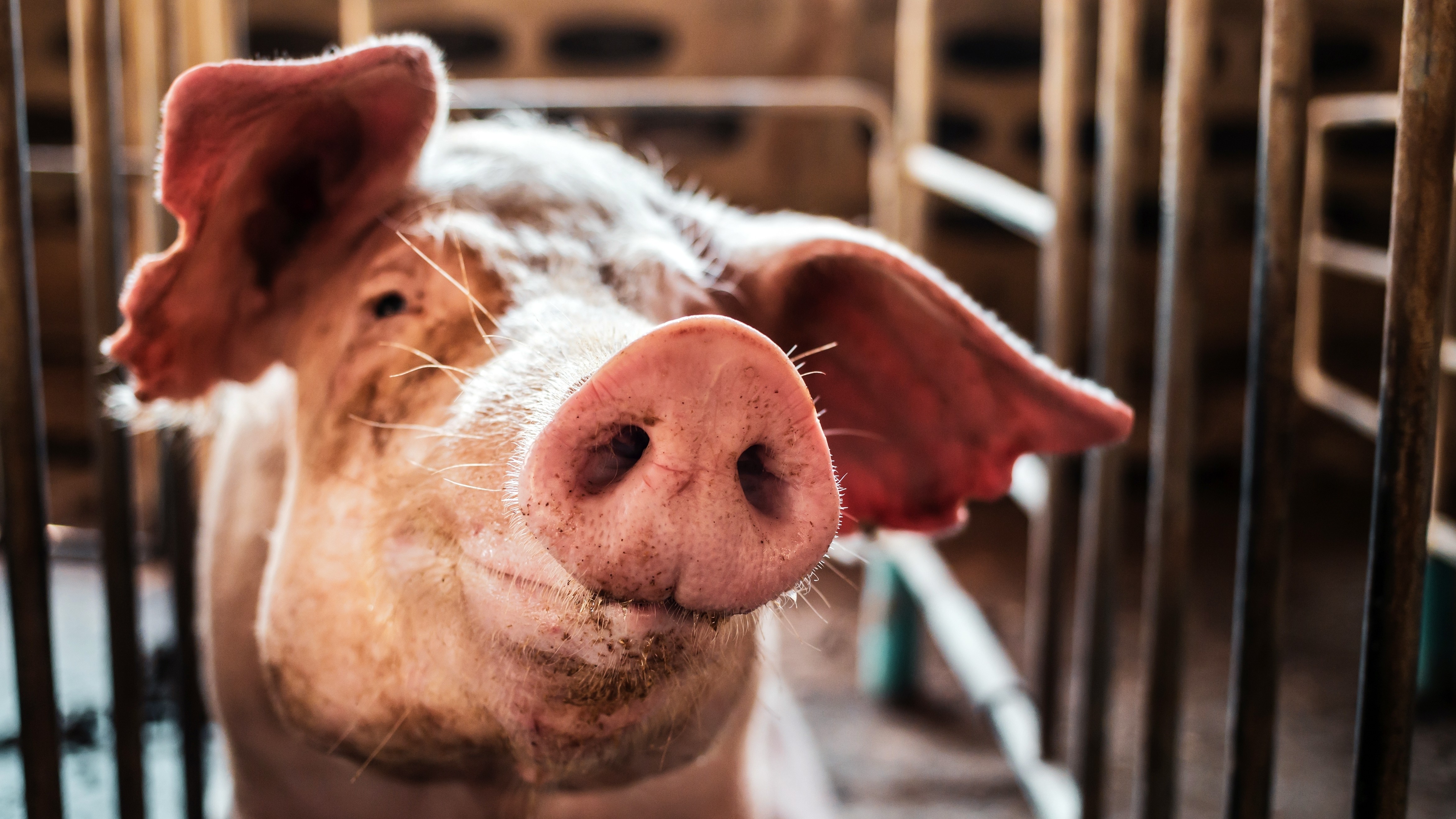 Ce mesaj transmite un cap de porc tăiat