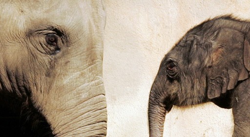 GERMANY-ANIMALS-ELEPHANT