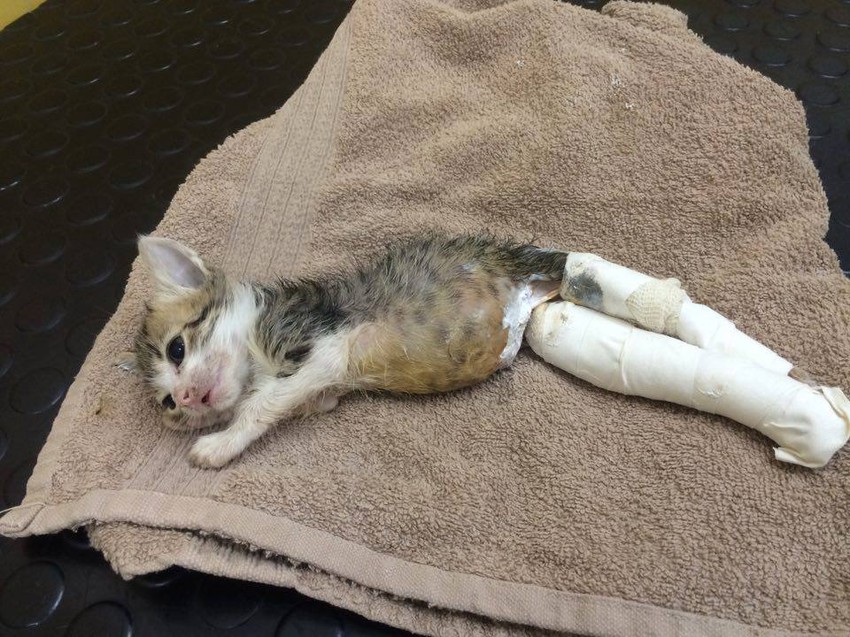 Pobesneli pas je maci naneo teške povrede