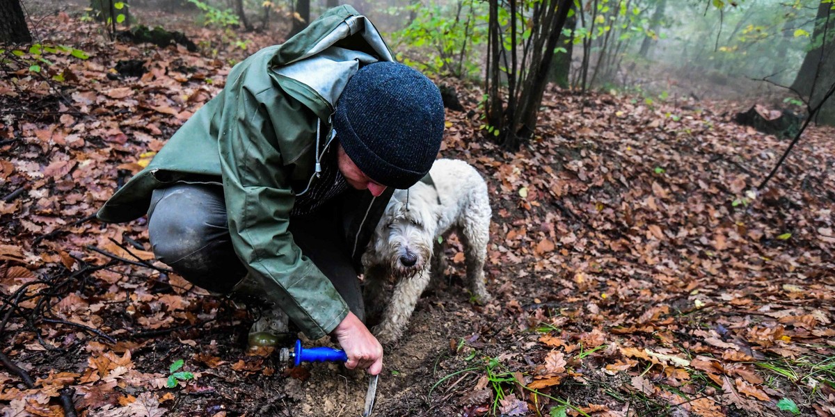 Nieoceniona w poszukiwaniu trufli jest pomoc psów. Doskonała w tym jest przede wszystkim jedna rasa — włoski lagotto romagnolo, średniej wielkości pies o dość krótkiej sierści. 