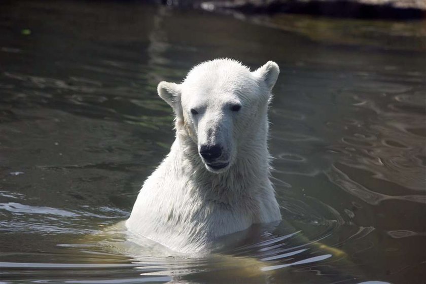 Knut kibicuje Polakom