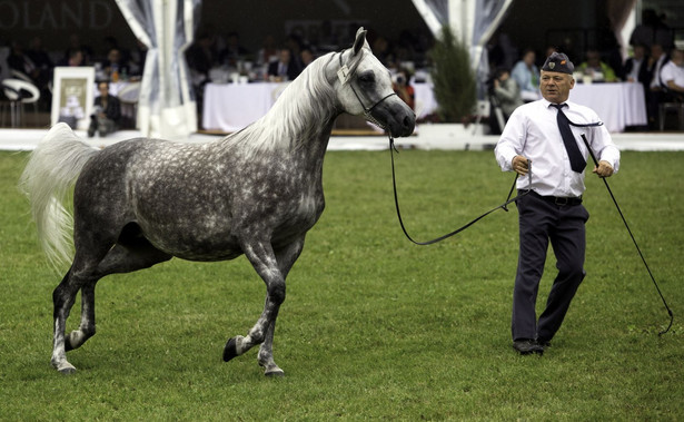 410 tys. euro za konie na aukcji Pride of Poland. Były prezes stadniny w Janowie: Katastrofa