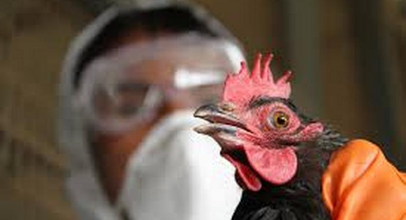 Bird flu: sustained rigorous surveillance only solution – NVRI