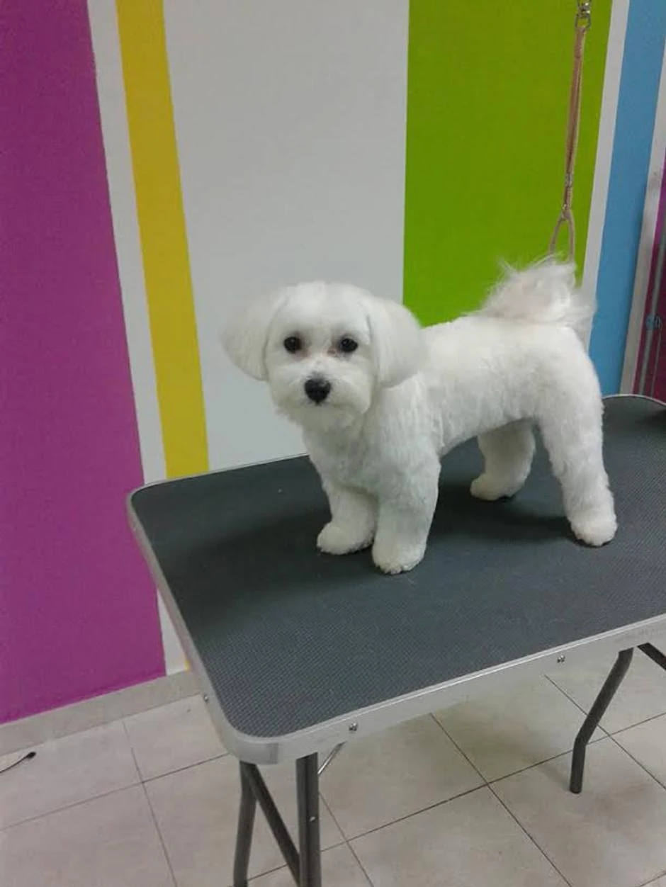 Pse treba šišati na dva do tri meseca