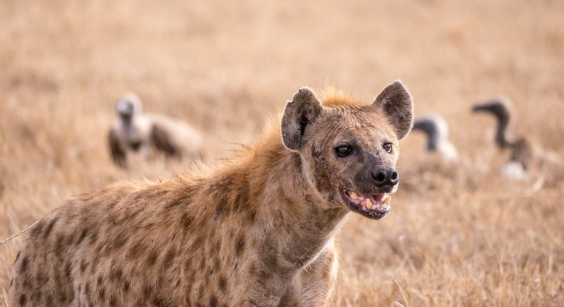 Spotted hyena