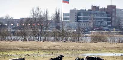 Władze Kaliningradu o polskich żołnierzach na ulicach miasta. Ludzie zaczynają się bać 