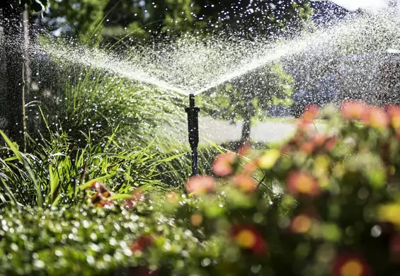 Automatyczny system nawadniania podleje ogród za ciebie. Ile kosztuje?
