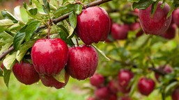 owiń nią pień jabłoni. szkodniki będą trzymać się z daleka