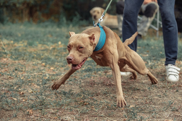 Pitbull zaatakował 5-latkę. Dziewczynka w stanie ciężkim