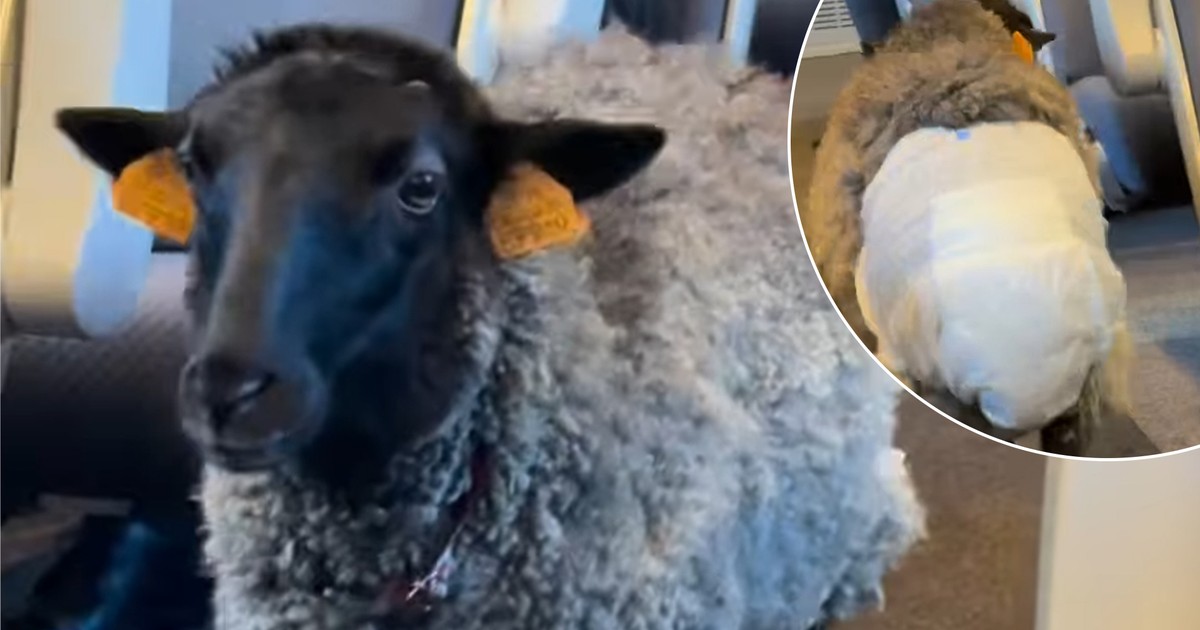 Poseł PIS jechał Pendolino z owcą. Wszyscy zastanawiali się, o co chodzi