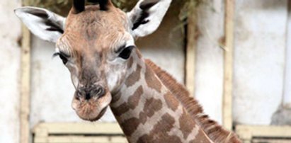 Horror w łódzkim zoo! Zdechły 2 żyrafy. Ze strachu?