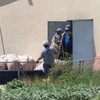 Farma svinja