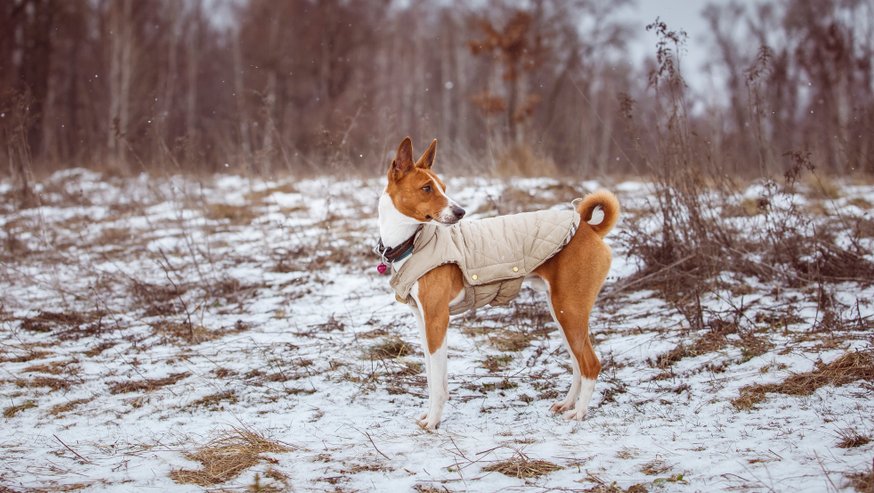 Basenji