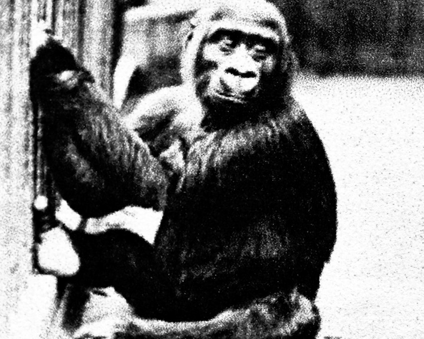 Gorila je kupljena za 300 funti