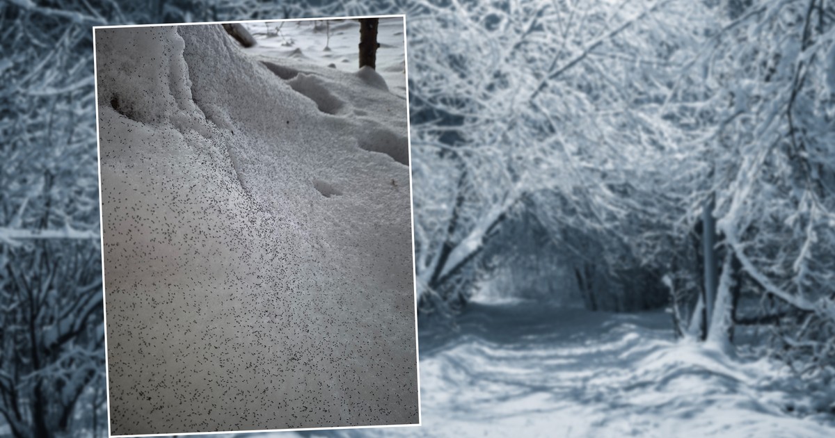 Te czarne "kropki" zimą masowo pojawiają się na śniegu. Czy pchły śnieżne są niebezpieczne?