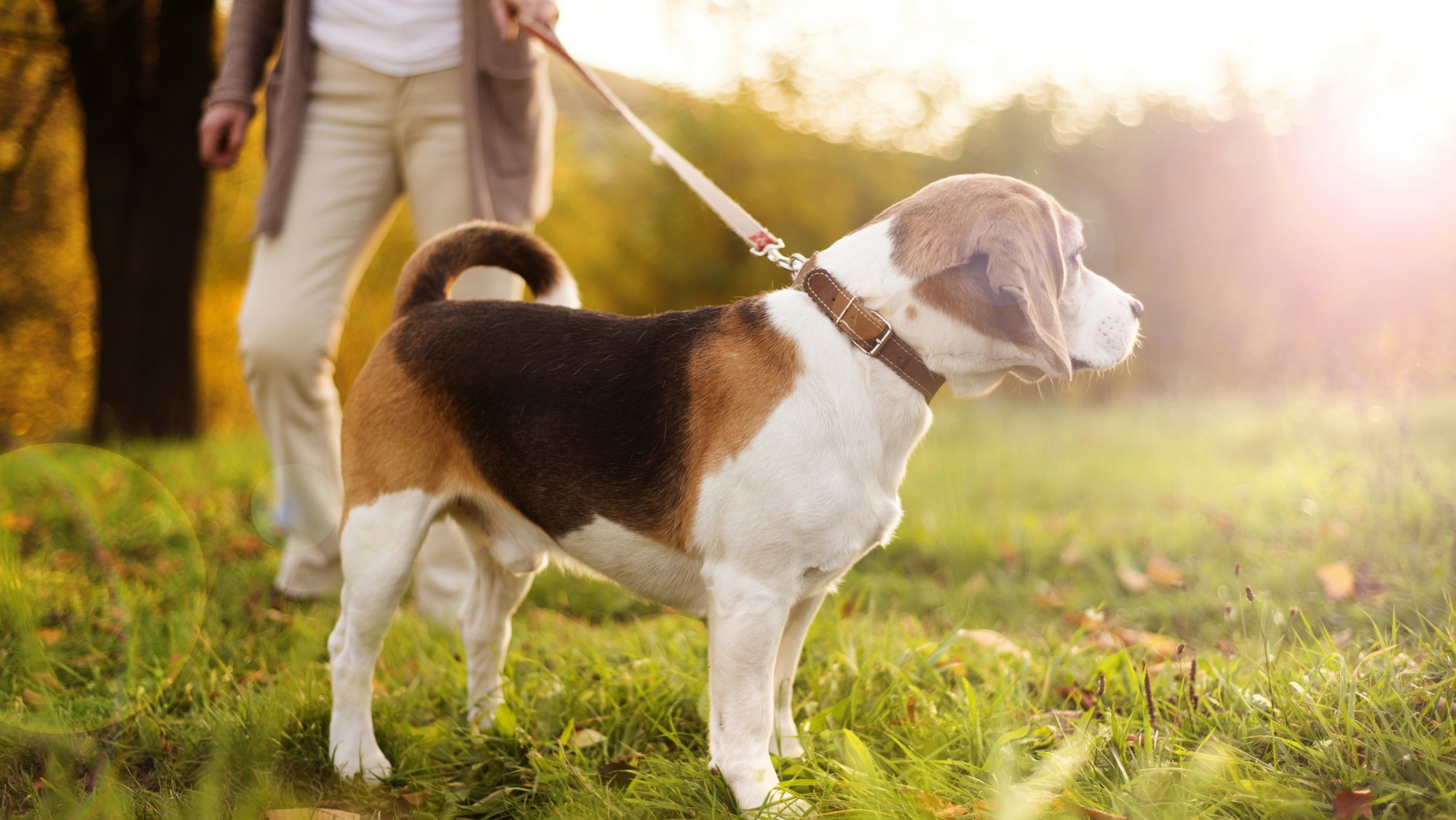 Vodítko rozhoduje viac, než si myslíte.