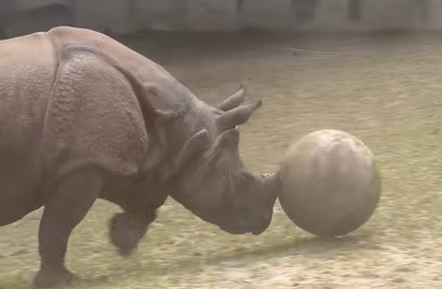 Wyrasta na nową gwiazdę zoo