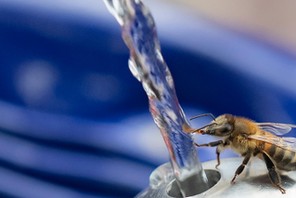 Bee Stops For Drink At Water Fountain