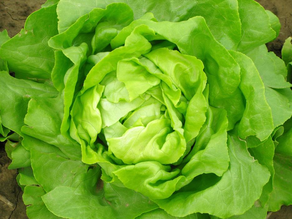 A fejes saláta nemcsak az immunrendszert erősíti, de a memóriát is javítja / Fotó: Getty Images