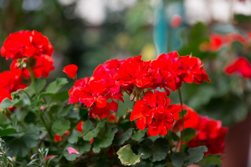 Prawidłowo przechowane pelargonie na wiosnę wypuszczą nowe pędy -  Joanna/stock.adobe.com