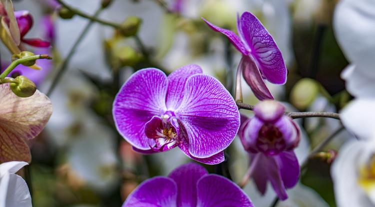 Ezzel a világbajnok trükkel hoztam vissza a virágzását az orchideámnak Fotó: Getty Images