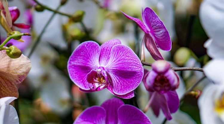 Ezzel a világbajnok trükkel hoztam vissza a virágzását az orchideámnak Fotó: Getty Images