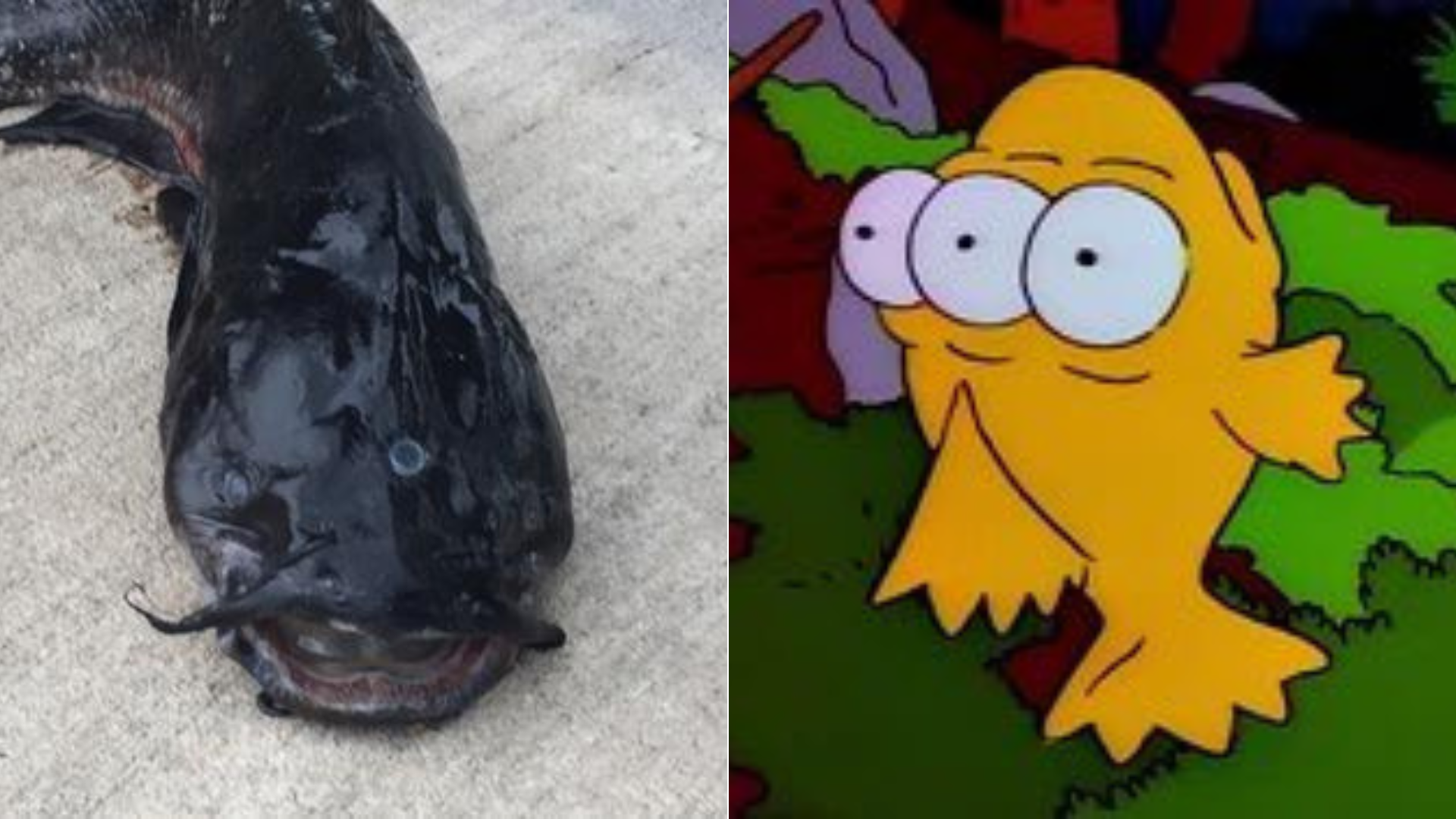 Podivný živočích či trojoká ryba zo Simpsonovcov?