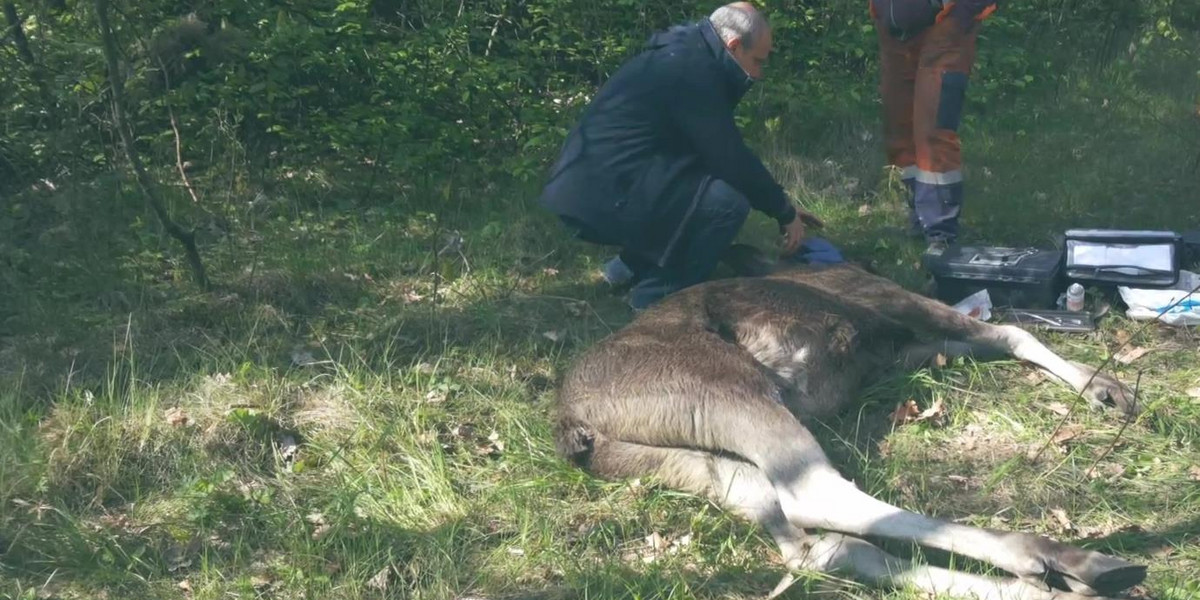 Wielkie korki na drodze