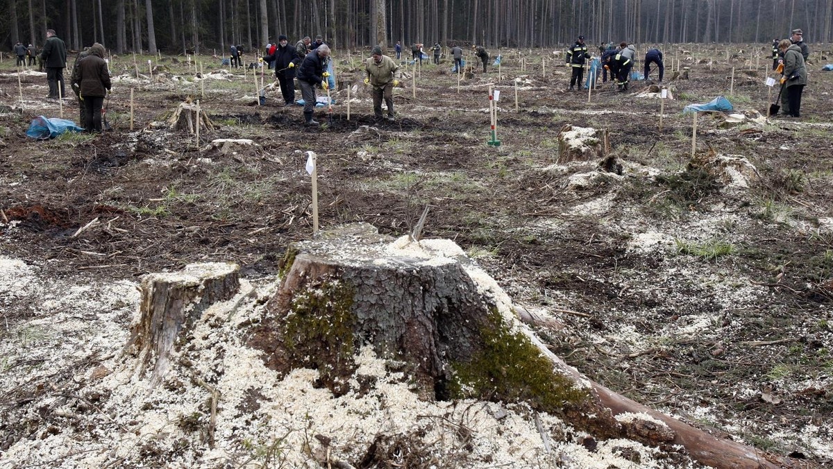 Puszcza Białowieska