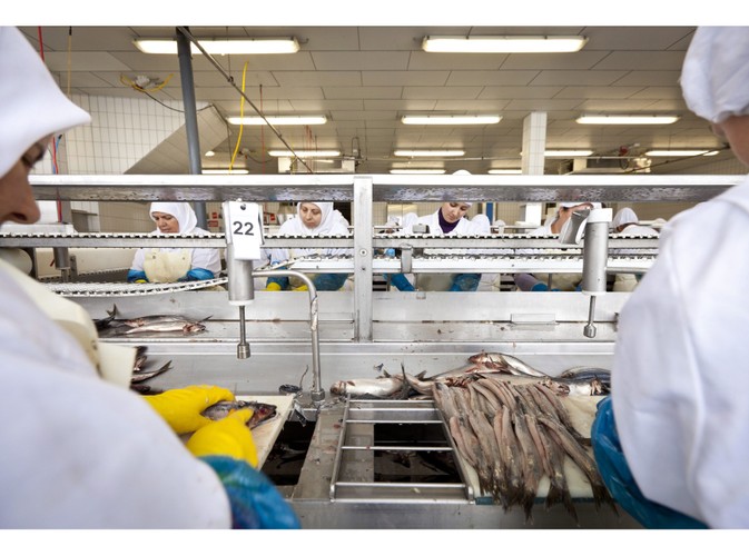 Filetowanie śledzi w przetwórni rybnej w Scheveningen